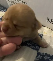 Boy 3 (F), a male Chihuahua for sale in Savannah, TN – Photo 3 of 7