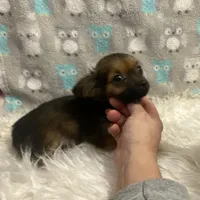 Boy2R., a male Chihuahua for sale in Savannah, TN – Photo 2 of 5