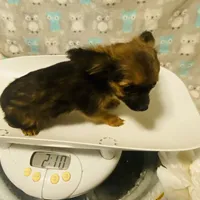 Boy2R., a male Chihuahua for sale in Savannah, TN – Photo 3 of 5