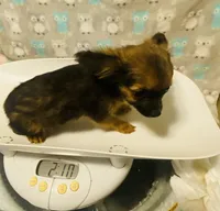 Boy2R., a male Chihuahua for sale in Savannah, TN – Photo 3 of 5