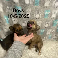 Boy2R., a male Chihuahua for sale in Savannah, TN – Photo 4 of 5