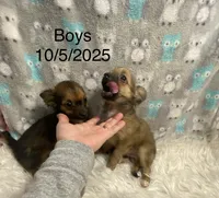 Boy2R., a male Chihuahua for sale in Savannah, TN – Photo 4 of 5