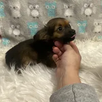 Boy2R., a male Chihuahua for sale in Savannah, TN – Photo 5 of 5