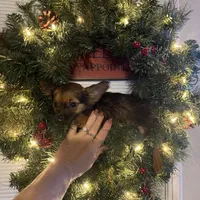 Boy2R., a male Chihuahua for sale in Savannah, TN – Photo 1 of 5