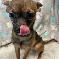 Sabastion (C), a male Chihuahua for sale in Savannah, TN – Photo 1 of 2