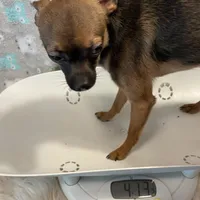 Sabastion (C), a male Chihuahua for sale in Savannah, TN – Photo 2 of 2