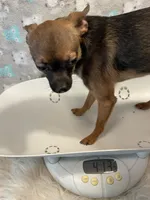 Sabastion (C), a male Chihuahua for sale in Savannah, TN – Photo 2 of 2