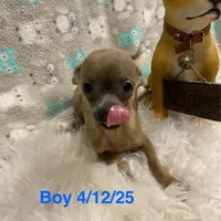 Boy 2 (S), a male Chihuahua for sale in Savannah, TN – Photo 3 of 4