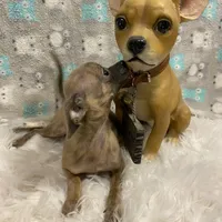 Boy 2 (S), a male Chihuahua for sale in Savannah, TN – Photo 2 of 4