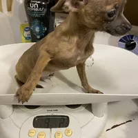 Boy 2 (S), a male Chihuahua for sale in Savannah, TN – Photo 4 of 4