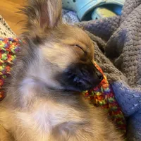 Toffee (R1), a male Chihuahua for sale in Savannah, TN – Photo 4 of 4