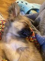 Toffee (R1), a male Chihuahua for sale in Savannah, TN – Photo 4 of 4