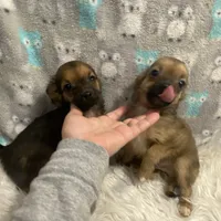 Toffee (R1), a male Chihuahua for sale in Savannah, TN – Photo 2 of 4