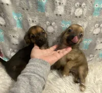 Toffee (R1), a male Chihuahua for sale in Savannah, TN – Photo 2 of 4