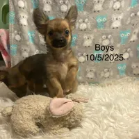 Toffee (R1), a male Chihuahua for sale in Savannah, TN – Photo 1 of 4
