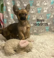 Toffee (R1), a male Chihuahua for sale in Savannah, TN – Photo 1 of 4