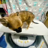 Toffee (R1), a male Chihuahua for sale in Savannah, TN – Photo 3 of 4