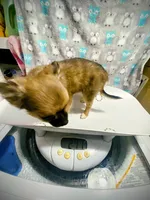 Toffee (R1), a male Chihuahua for sale in Savannah, TN – Photo 3 of 4