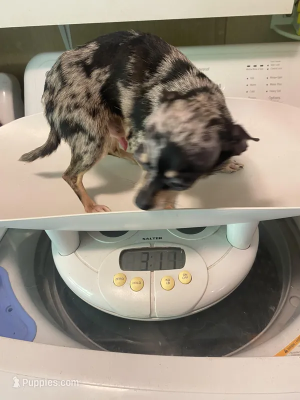 Alvin (K) – Chihuahua puppy for sale in Savannah, TN