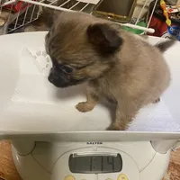 Boy1 (S), a male Chihuahua for sale in Savannah, TN – Photo 2 of 4