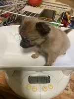 Boy1 (S), a male Chihuahua for sale in Savannah, TN – Photo 2 of 4