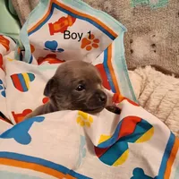 Boy1 (S), a male Chihuahua for sale in Savannah, TN – Photo 1 of 4