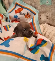 Boy1 (S), a male Chihuahua for sale in Savannah, TN – Photo 1 of 4