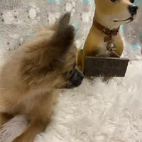 Boy1 (S), a male Chihuahua for sale in Savannah, TN – Photo 4 of 4