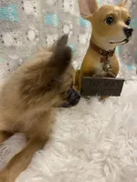 Boy1 (S), a male Chihuahua for sale in Savannah, TN – Photo 4 of 4