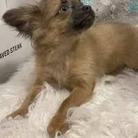 Boy1 (S), a male Chihuahua for sale in Savannah, TN – Photo 3 of 4