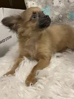 Boy1 (S), a male Chihuahua for sale in Savannah, TN – Photo 3 of 4