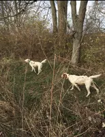 June, a female English Setter for sale in Dillsboro, IN – 4 of 4