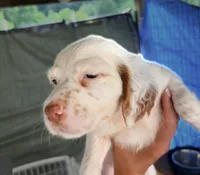 June, a female English Setter for sale in Dillsboro, IN – 3 of 4