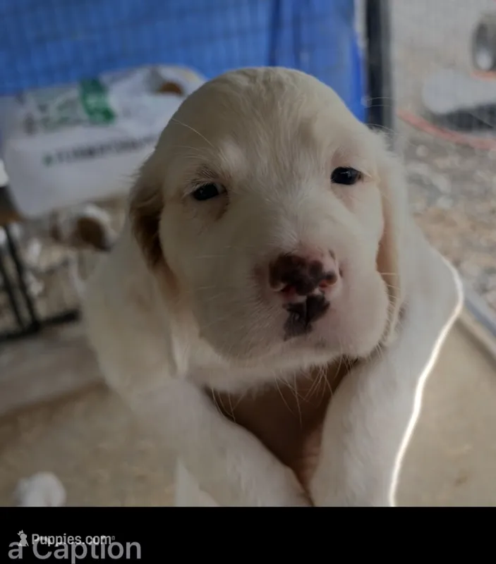 June – English Setter puppy for sale in Dillsboro, IN