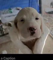 June, a female English Setter for sale in Dillsboro, IN – 1 of 4