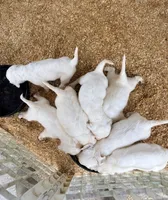 June, a female English Setter for sale in Dillsboro, IN – 2 of 4