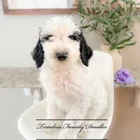 Jennette, a female Sheepadoodle for sale in Baroda, MI – Photo 2 of 3
