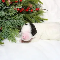 Jennette, a female Sheepadoodle for sale in Baroda, MI – Photo 3 of 3