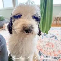 Jennette, a female Sheepadoodle for sale in Baroda, MI – Photo 1 of 3