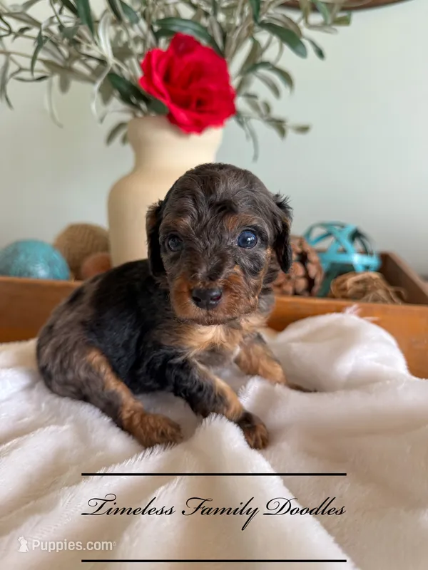 Honor – Cavapoo puppy for sale in Baroda, MI