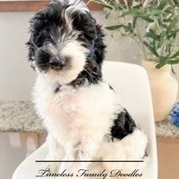 Simon, a male Sheepadoodle for sale in Baroda, MI – Photo 1 of 2