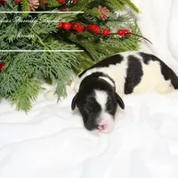 Simon, a male Sheepadoodle for sale in Baroda, MI – Photo 2 of 2