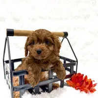 Pluto, a male Cavapoo for sale in Baroda, MI – Photo 1 of 2