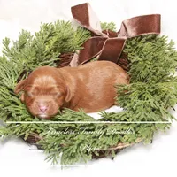 Pluto, a male Cavapoo for sale in Baroda, MI – Photo 2 of 2