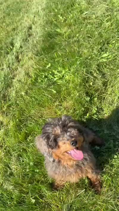 Valor, a male Cavapoo for sale in Baroda, MI – 4 of 4
