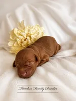 Java, a female Cavapoo for sale in Baroda, MI – 2 of 2