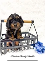Spruce, a male Cavapoo for sale in Baroda, MI – Photo 1 of 2