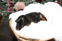 Spruce, a male Cavapoo for sale in Baroda, MI – Photo 2 of 2