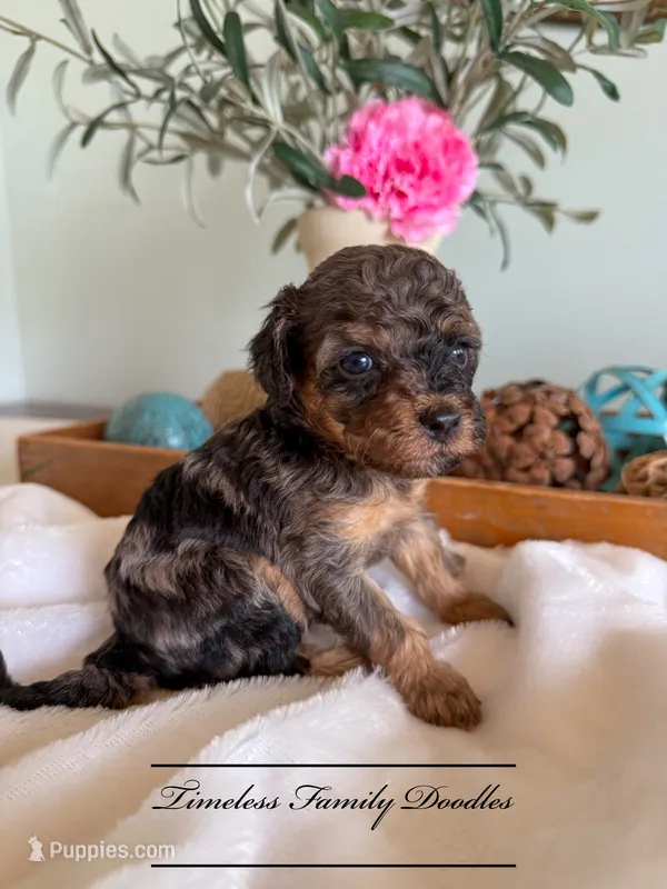 Liberty – Cavapoo puppy for sale in Baroda, MI