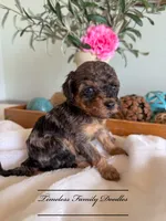 Liberty, a female Cavapoo for sale in Baroda, MI – 1 of 1